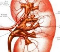 肾癌的早期症状有哪些？