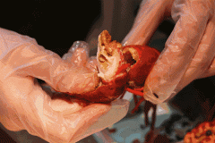 【科普】小龙虾导致血尿？吃小龙虾之前，一定要知道的知识！