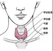 甲状腺结节是“癌”吗？不怕，看完这篇就不用瞎琢磨了～