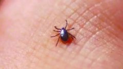 恙虫病高发季，处理不当或可危及生命！专家提醒：在这些地方易中