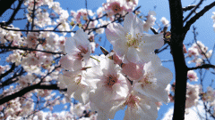 健康科普 | 春暖花开万物复苏，别让呼吸道疾病趁虚而入！